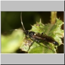 Coelichneumon cyaniventris - Schlupfwespe m110c 14mm fdet02.jpg